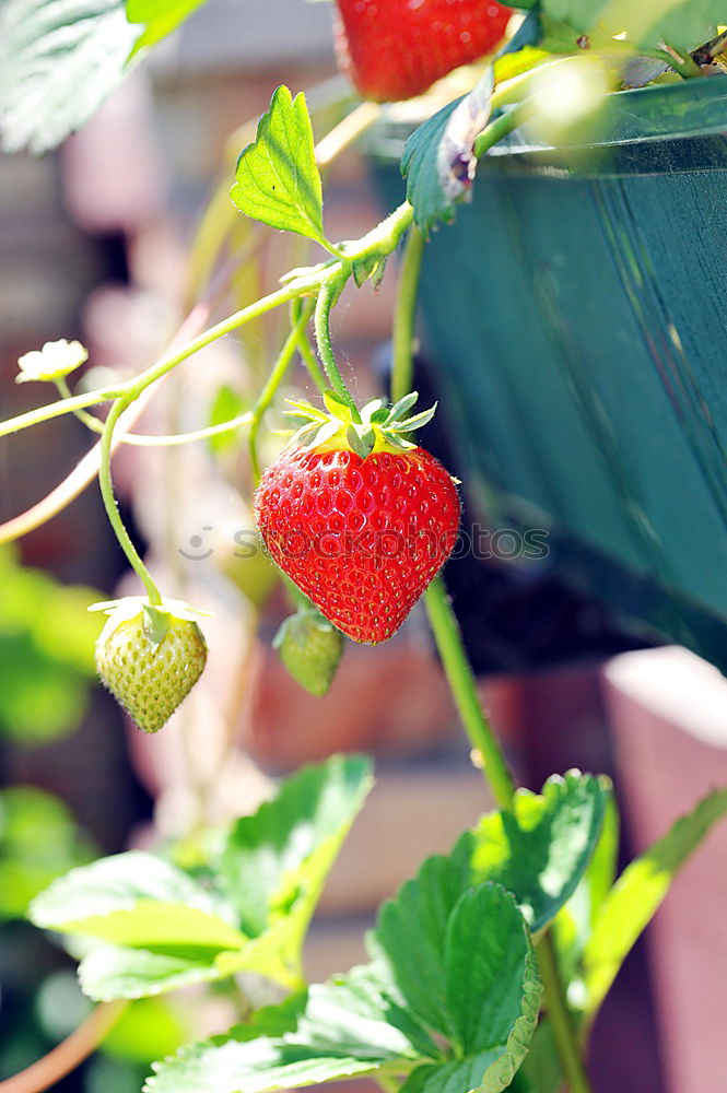 Similar – fruit ripeness Plant