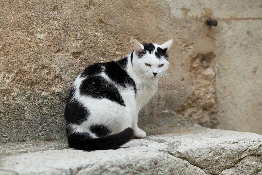 Similar – Tierisch gut: Cat Door