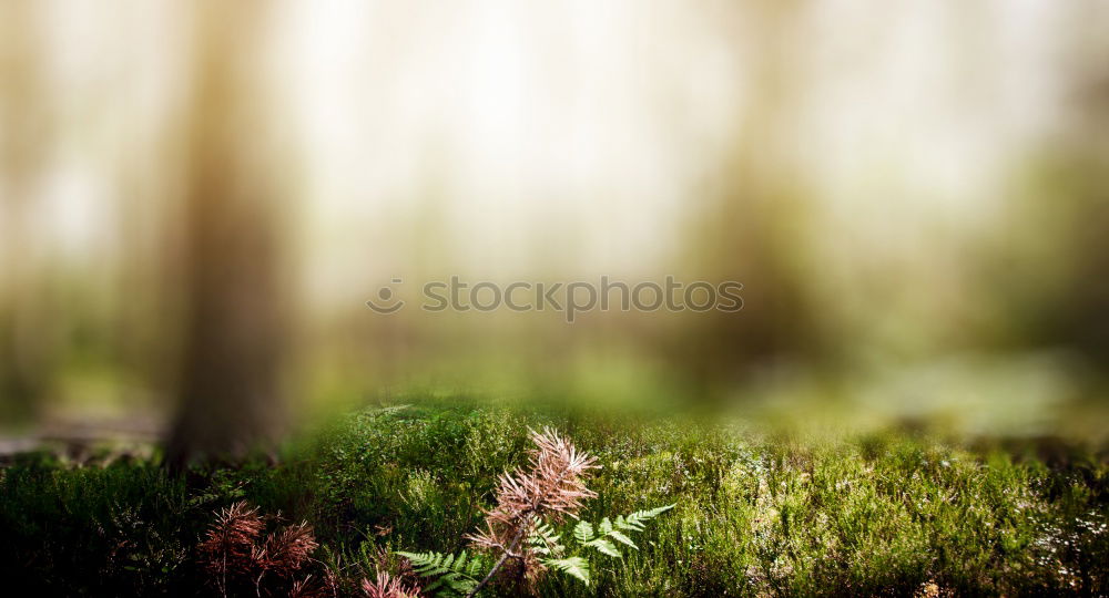 Similar – Image, Stock Photo adventure in the magic forest