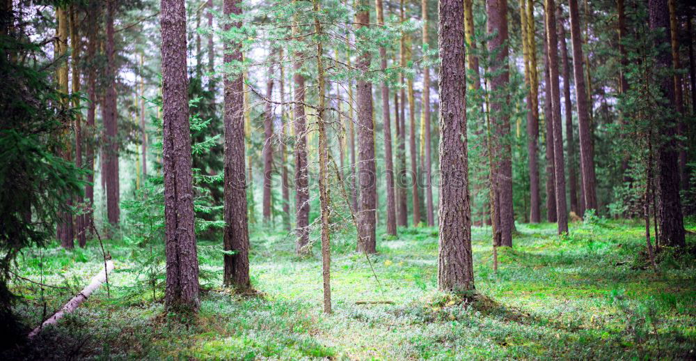 Similar – Wald Baum Nadelwald