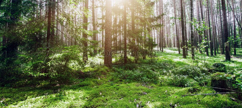 Similar – Image, Stock Photo birch forest in spring