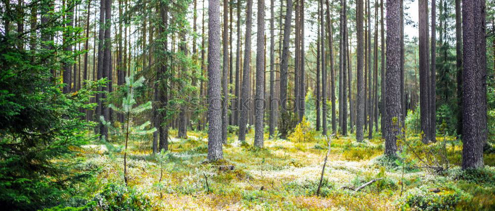 Similar – Foto Bild Herbstwald Wald Baum