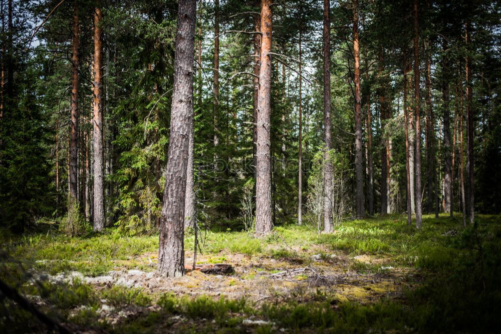 Image, Stock Photo Finnish Forest