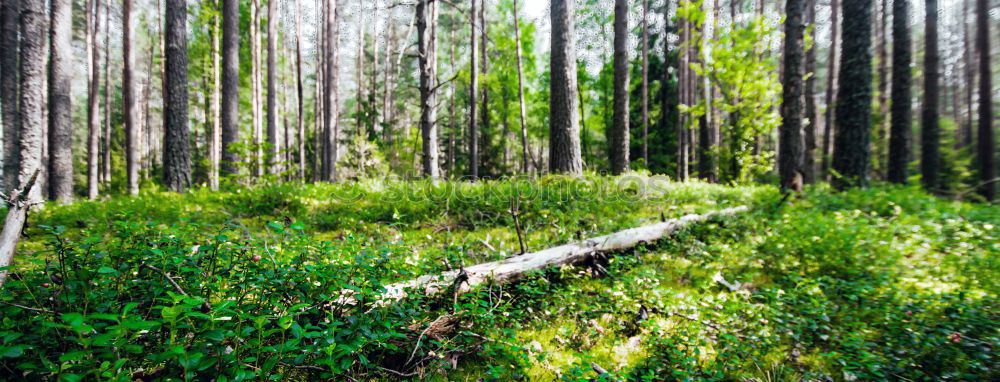 Similar – Wald Baum Nadelwald