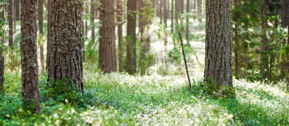 Similar – Foto Bild Kiefernwald Natur Pflanze