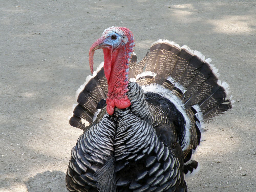 Similar – Bronze turkeys, turkeys, poultry, turkey,