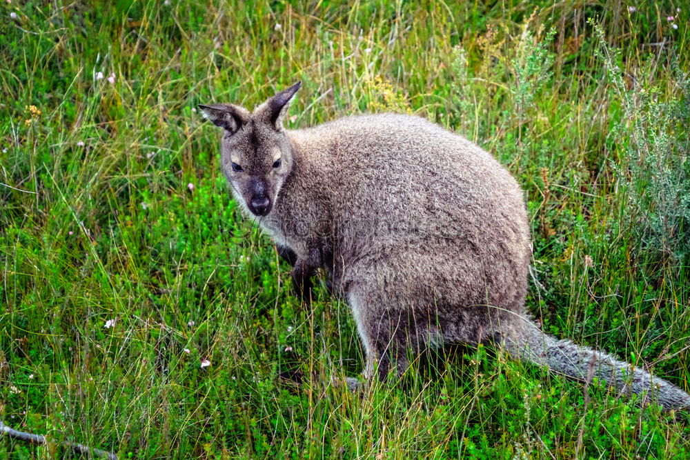 Similar – Image, Stock Photo Not a good hiding place.