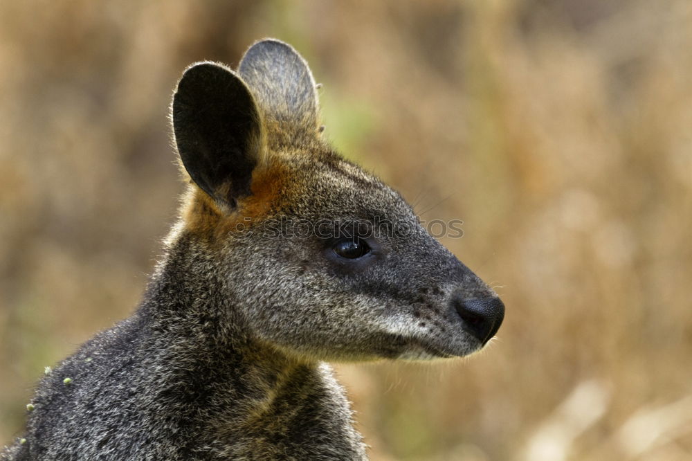 Similar – Image, Stock Photo Wallaby Beautiful