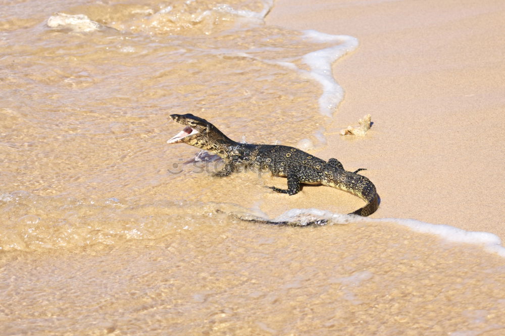 Similar – Image, Stock Photo Lizard in the sand in Gobi desert, China