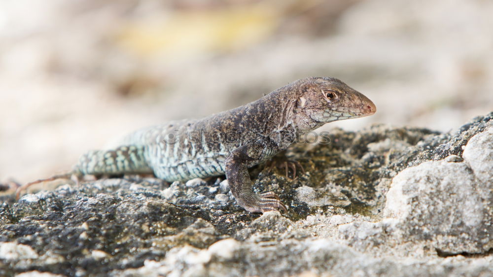 Similar – lizard Animal 1 Brown Gray