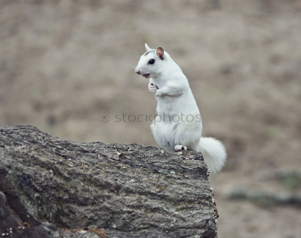 Similar – Image, Stock Photo curiosity Environment