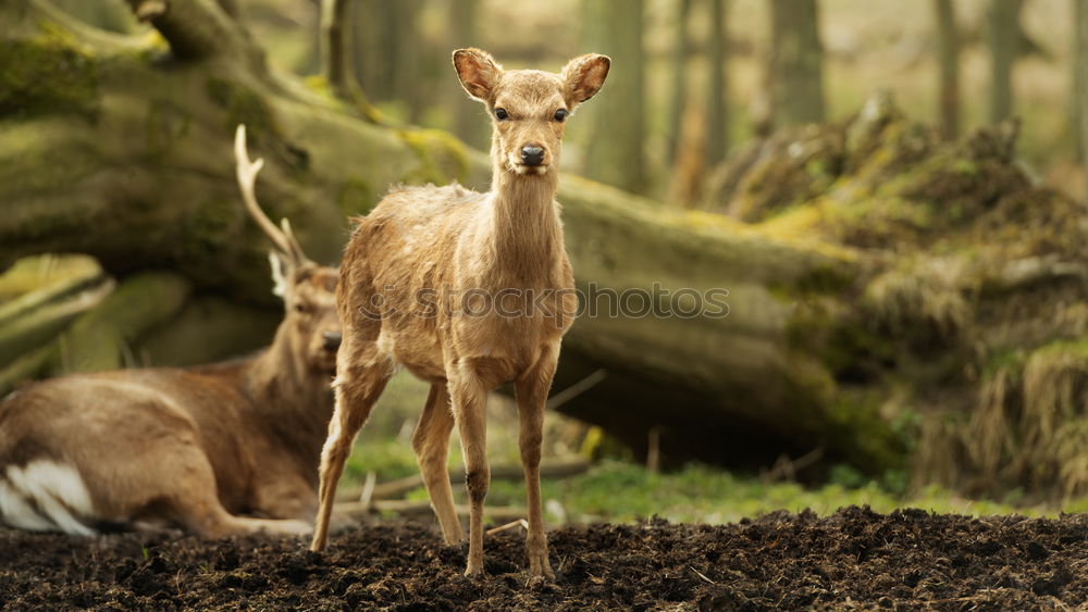 Similar – Image, Stock Photo Graceful fallow deer in woods