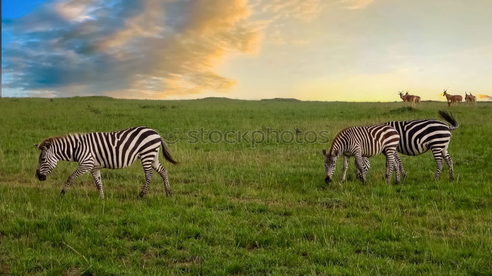 Giraffes in Etosha Animal