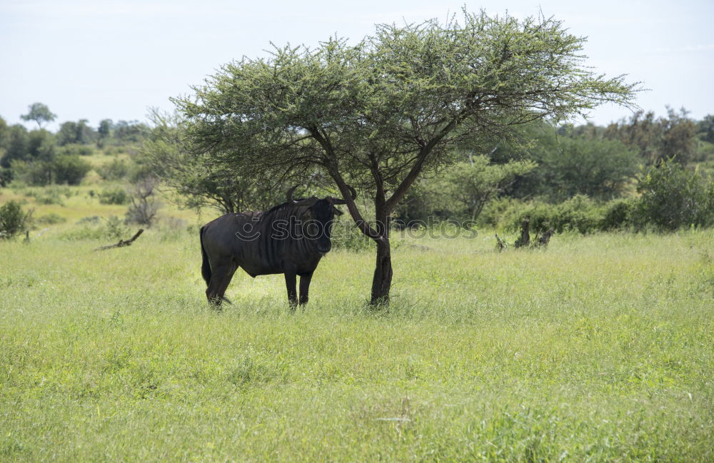 Similar – Image, Stock Photo horses Environment Nature