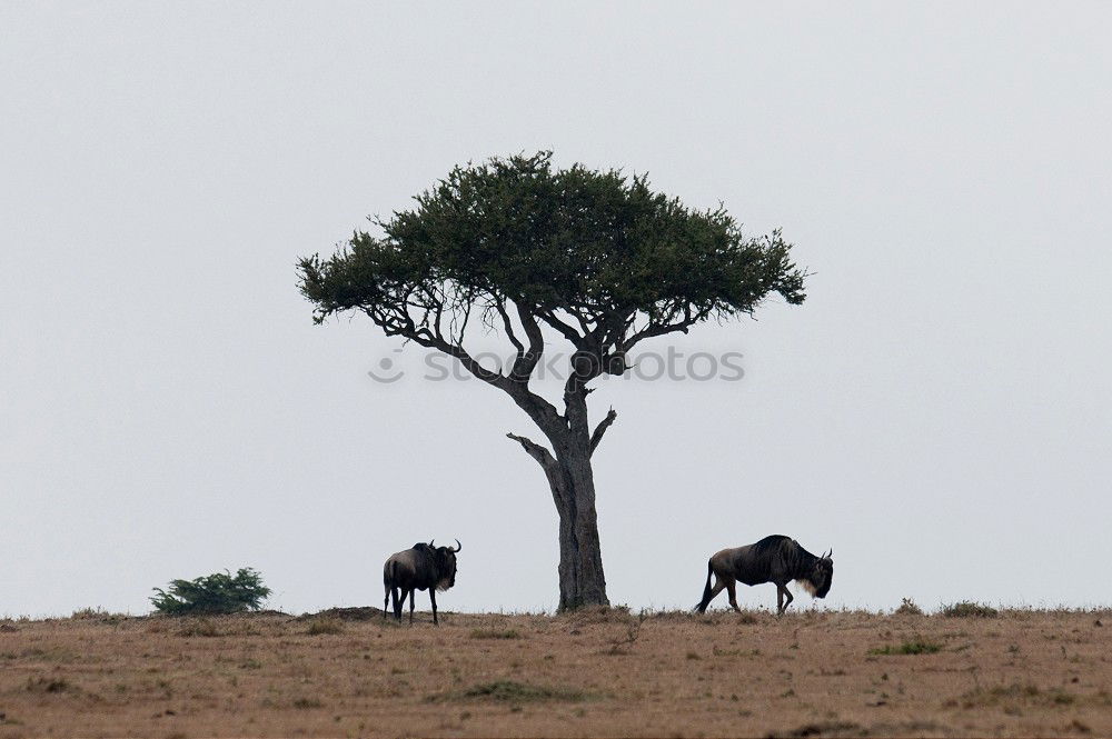 Similar – Image, Stock Photo wildebeest Safari Sand Sky