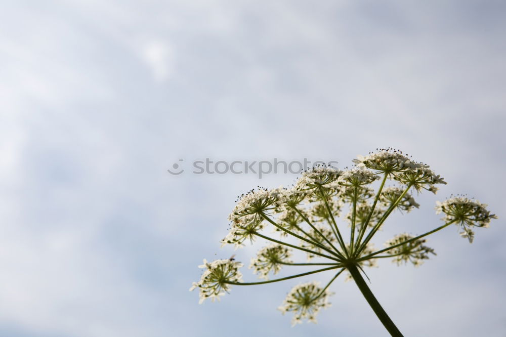 Similar – Foto Bild Nachzügler… Blume Blüte