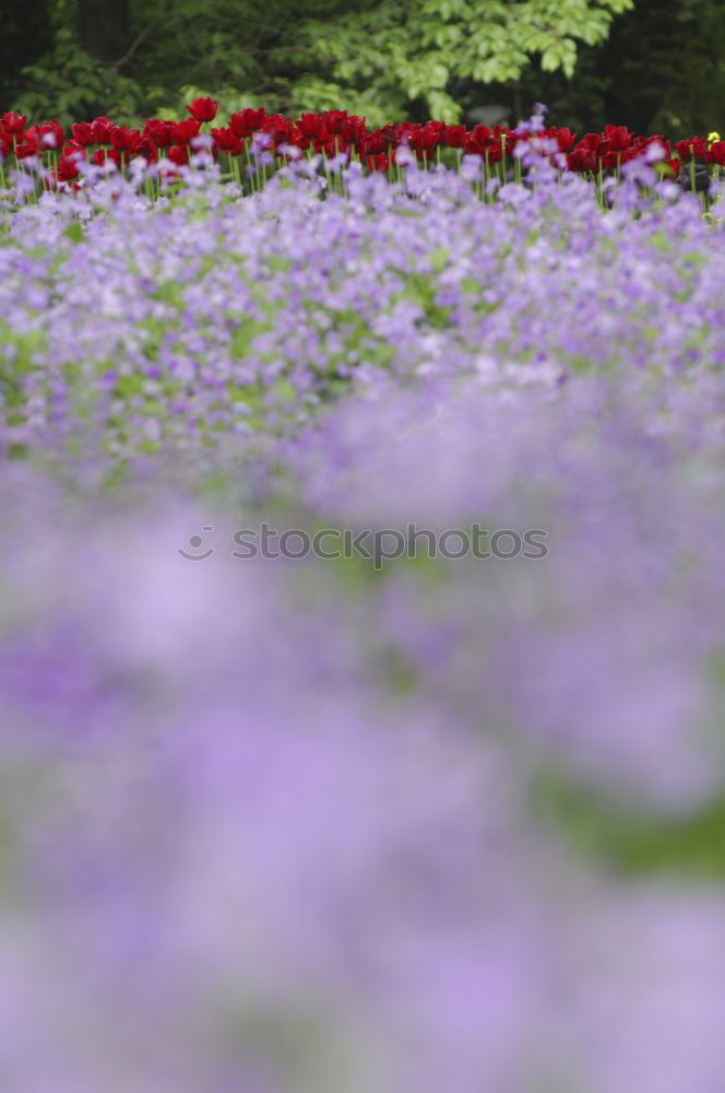 Similar – Foto Bild Mauerblümchen Pflanze