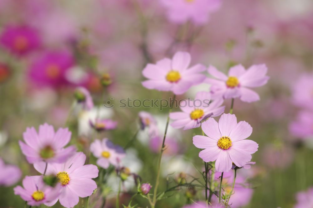 Similar – Image, Stock Photo spring splendour