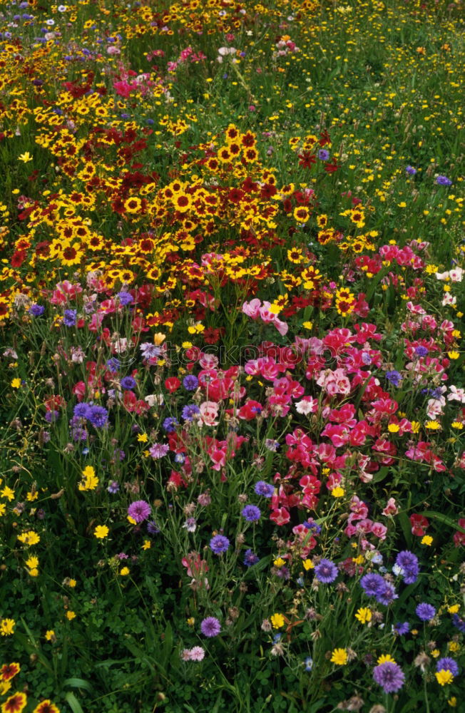 Similar – How the carnations breathe in the air!