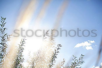 Similar – Gräser Gras Sommer grün