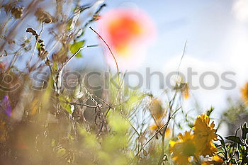 Similar – Image, Stock Photo laga park… Flower Summer