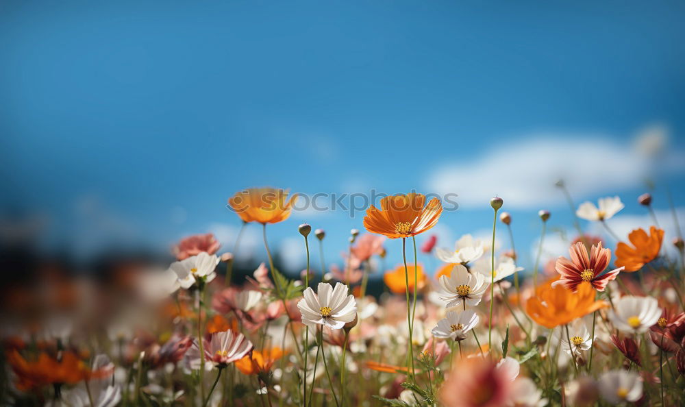 blue / orange Sky Cosmos