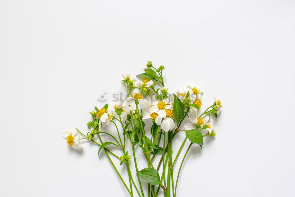 Similar – Image, Stock Photo Young Zucchini With Flowers