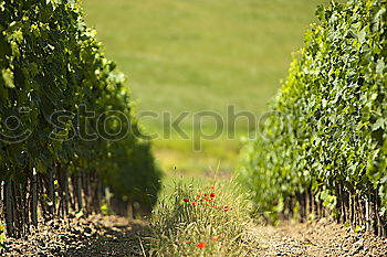 Similar – Image, Stock Photo Weinhang. Landscape Vine