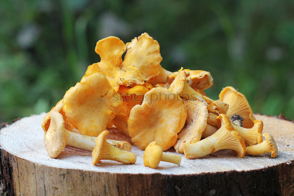 Similar – Image, Stock Photo chanterelles Chanterelle