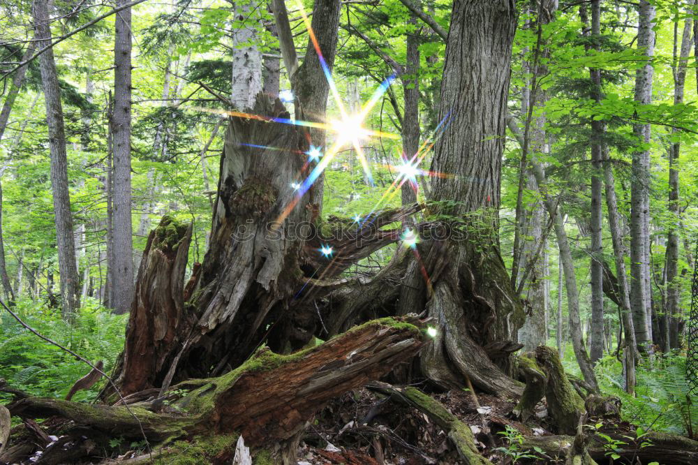 Similar – Image, Stock Photo Forest in spring