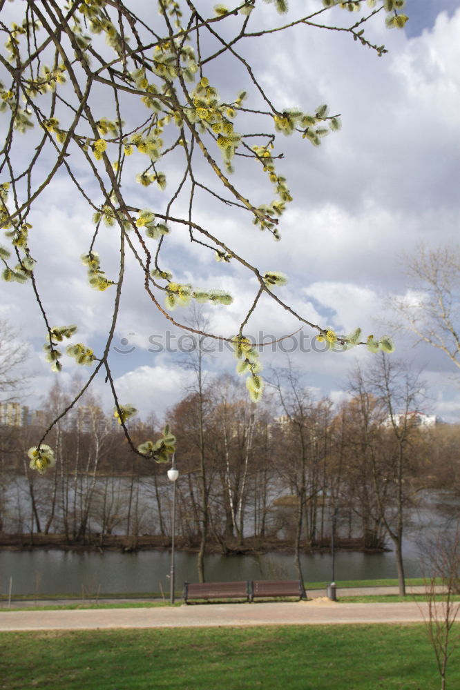 Similar – Leerer, geschlossener Biergarten mit schöner Aussicht und Baum.