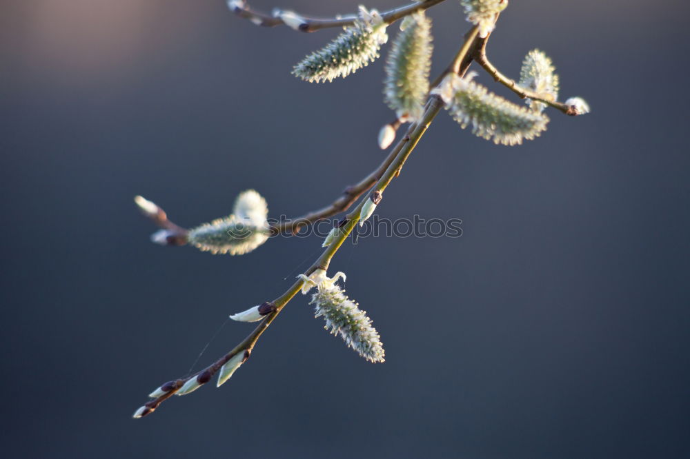 Similar – Image, Stock Photo A little frost lies on the red berries of the dwarf medlar