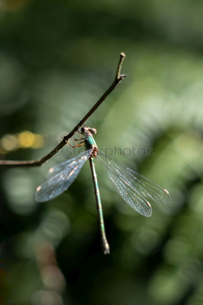 Veilful Animal Water Wing