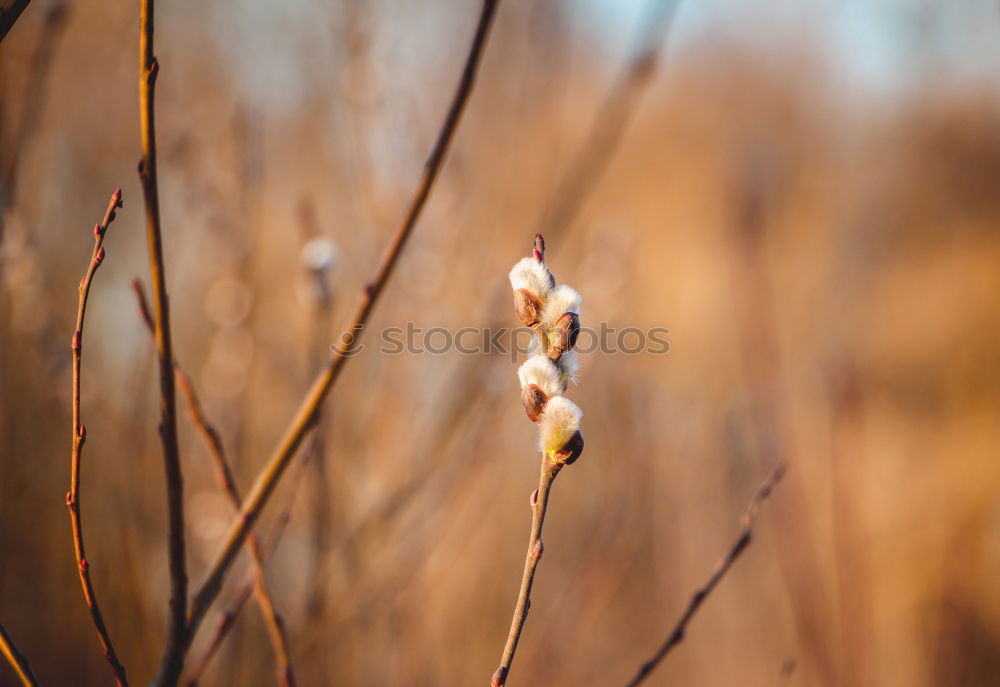 Similar – Image, Stock Photo autumn colours Environment