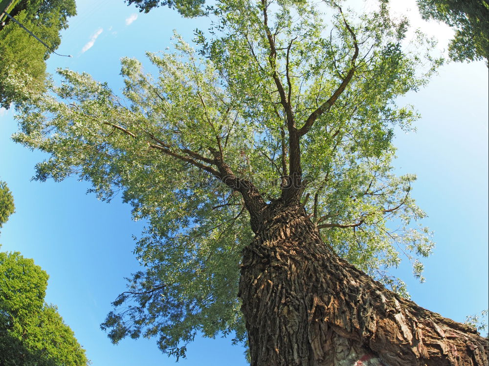 Similar – Image, Stock Photo green Environment Nature