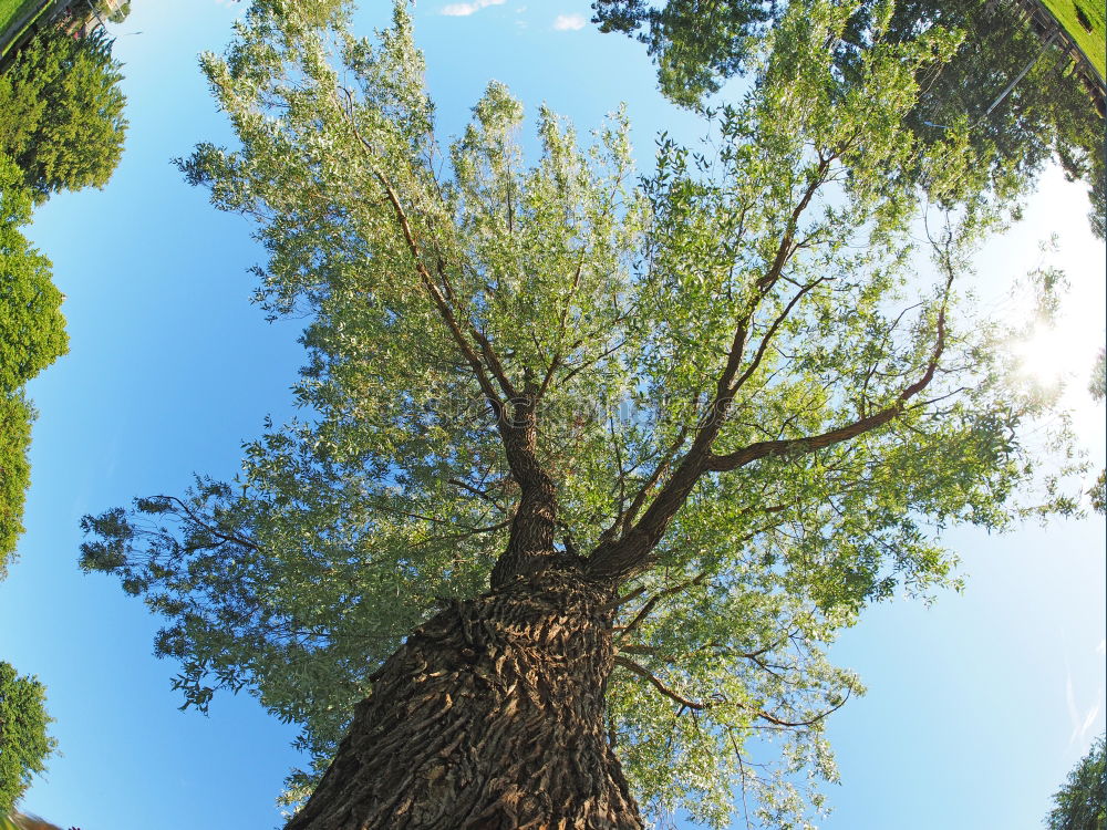 Similar – Image, Stock Photo green Environment Nature