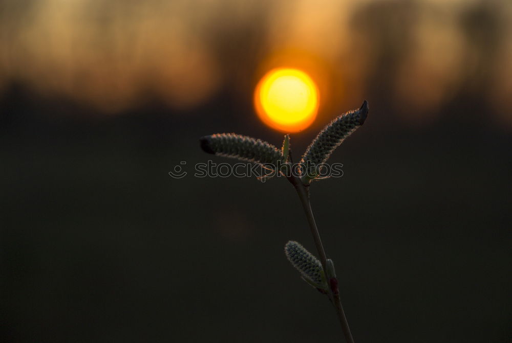 Similar – Image, Stock Photo sonnenblind Well-being