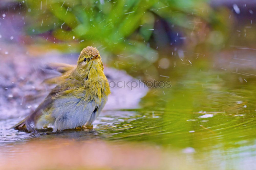 Similar – Image, Stock Photo refreshment Bird birds