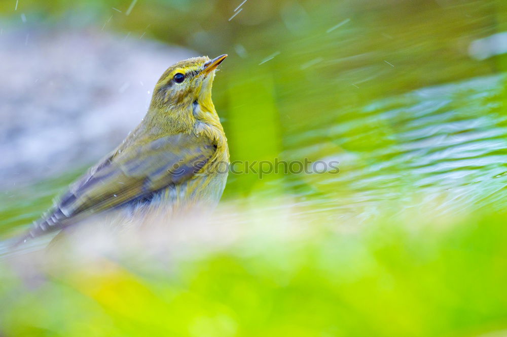 Similar – Image, Stock Photo Tit? Bird Tit mouse Green