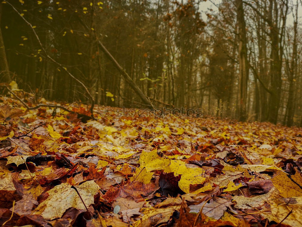 Similar – Foto Bild Herbstweg Blatt Baum grün