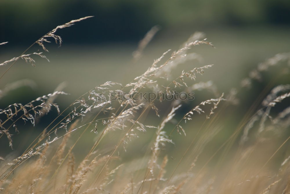 Similar – Cornfield and Marguerites