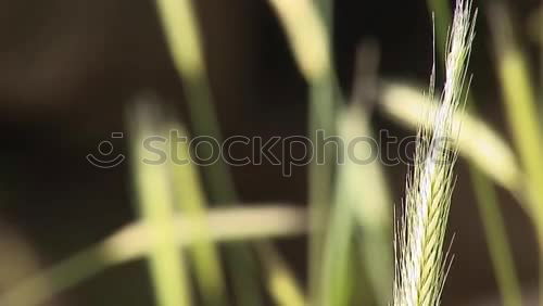 Foto Bild Ziergras und Stein | Tristesse