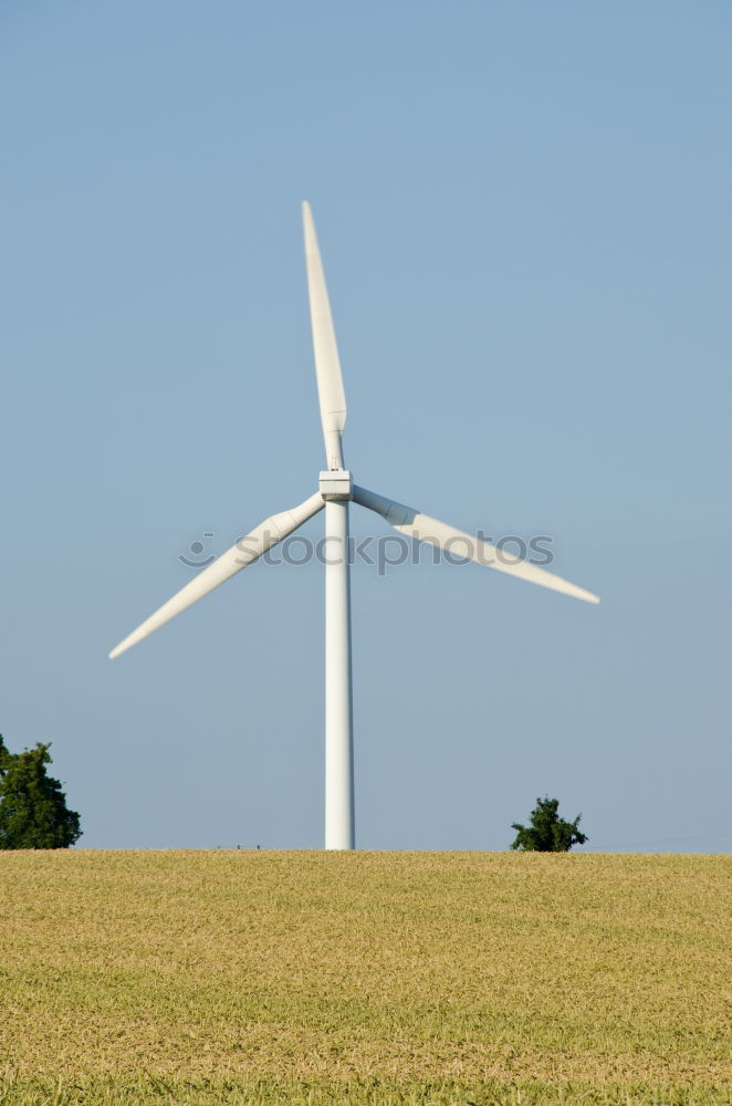 Similar – Image, Stock Photo dandelion