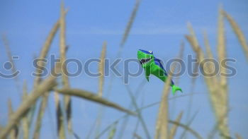 Similar – The Seahorse Animal Algae