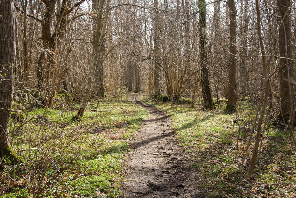 Similar – resting grove Environment