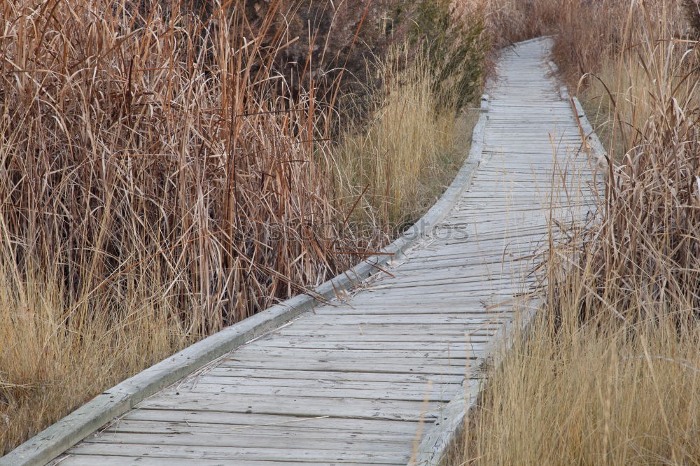 Image, Stock Photo ::: Holzweg :::