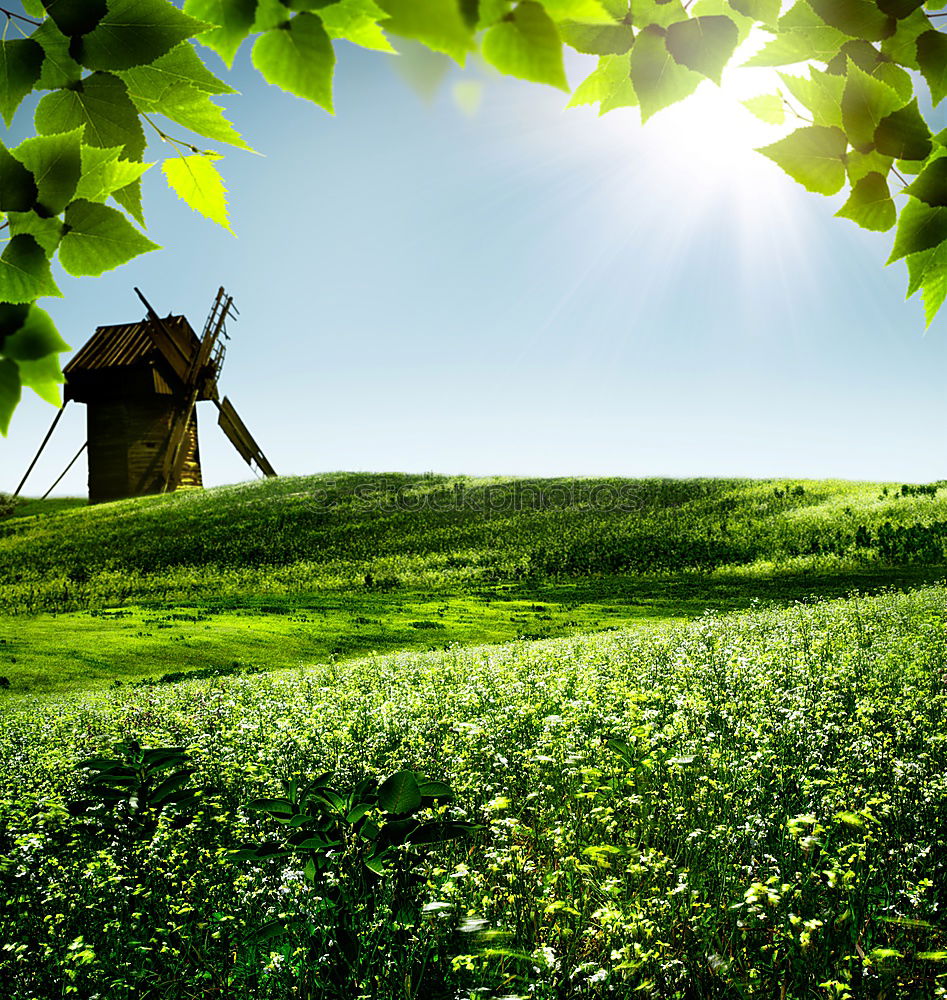 rapeseed forest To enjoy