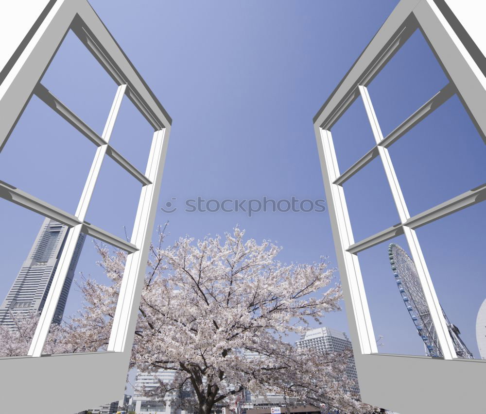 Similar – Image, Stock Photo cherry blossoms #1