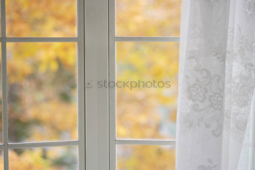 Similar – Image, Stock Photo Man stands at the window in rainy weather and puts on a Frisian mink | trapped in plastic