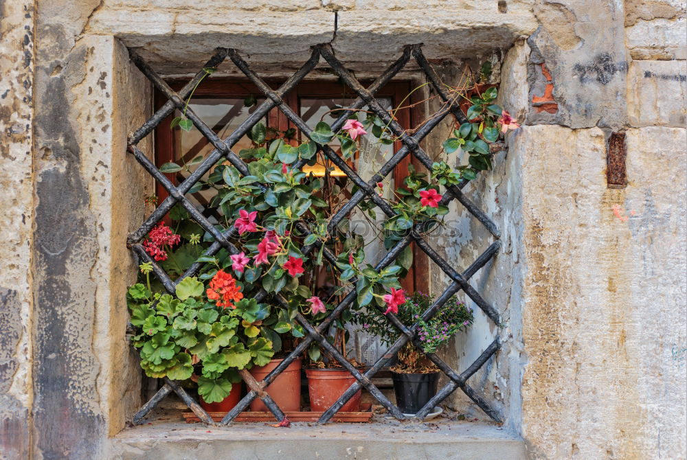 Similar – Image, Stock Photo Flower pots on the wall